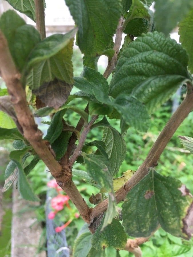 Lippia alba 20