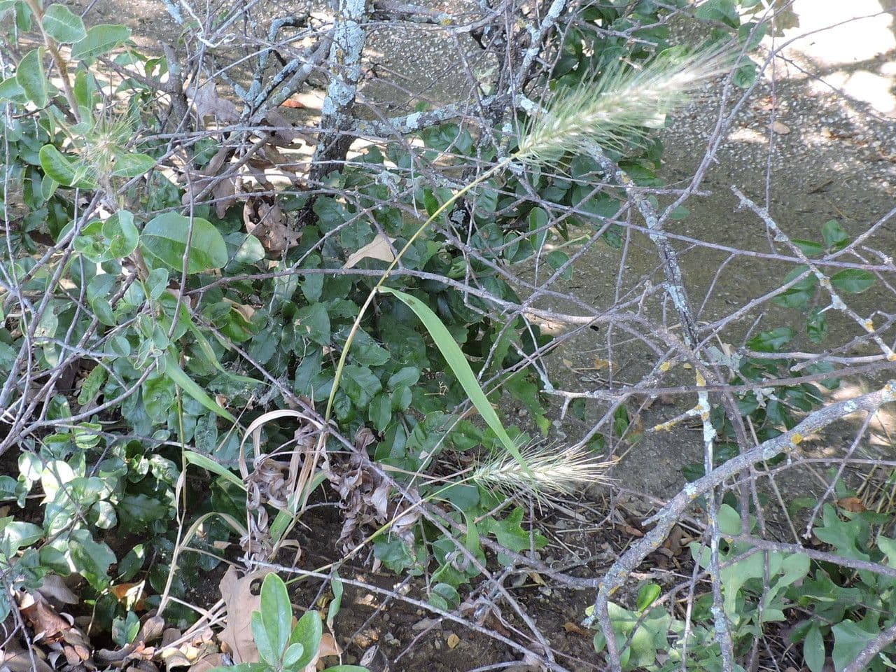 Elymus canadensis 15