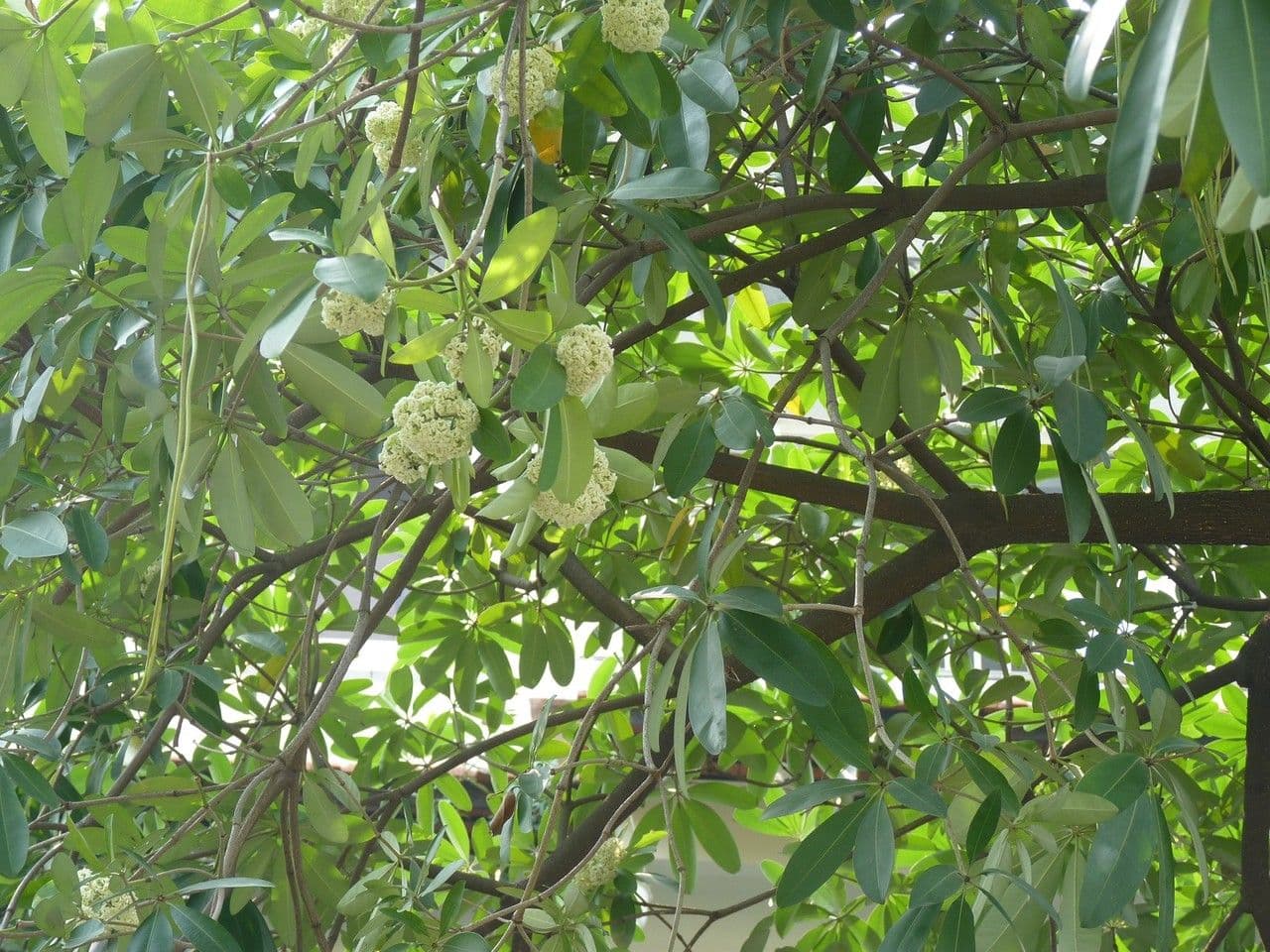 Alstonia 27