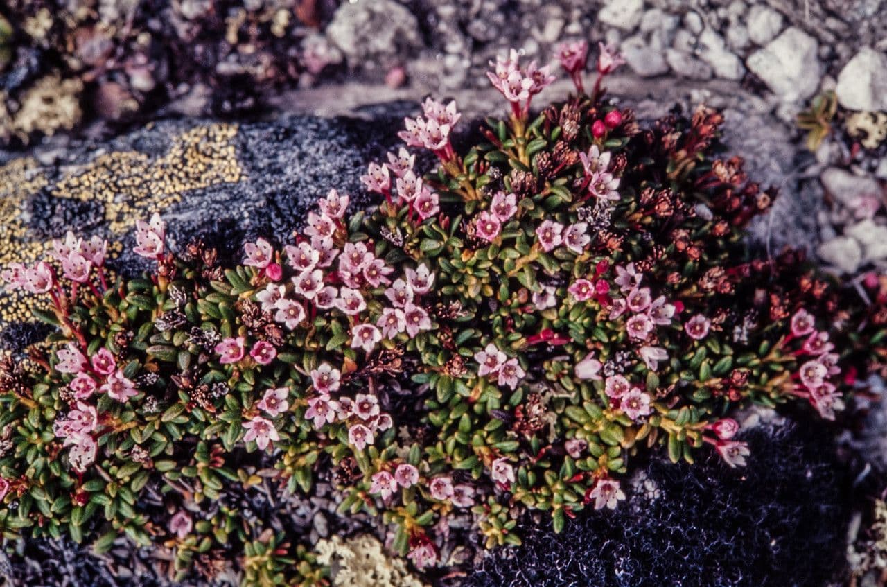 Azalea rastrera