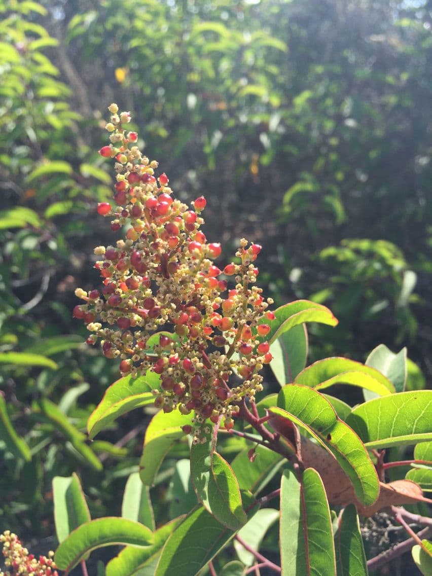 Malosma 4