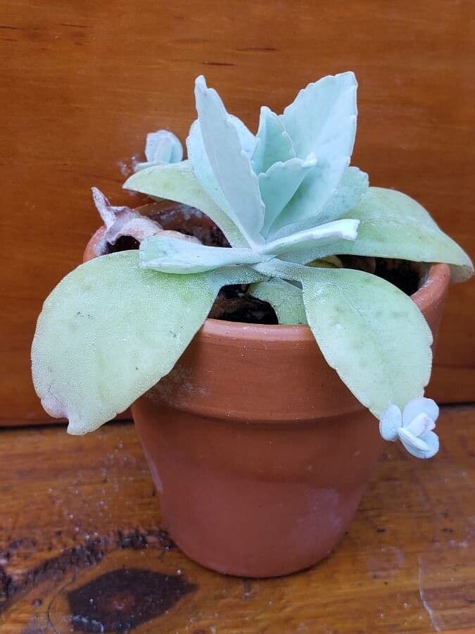 Kalanchoe 11