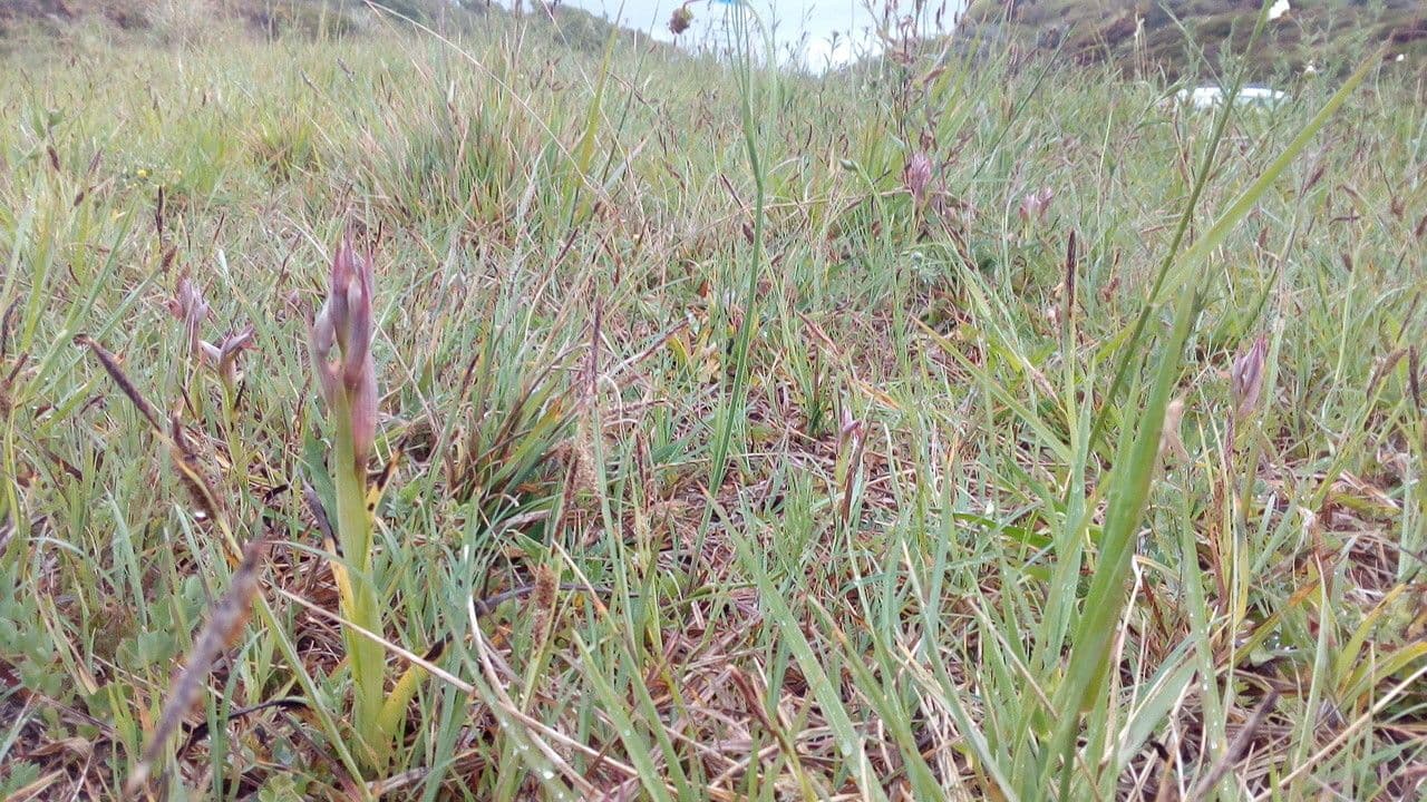 Serapias parviflora 12