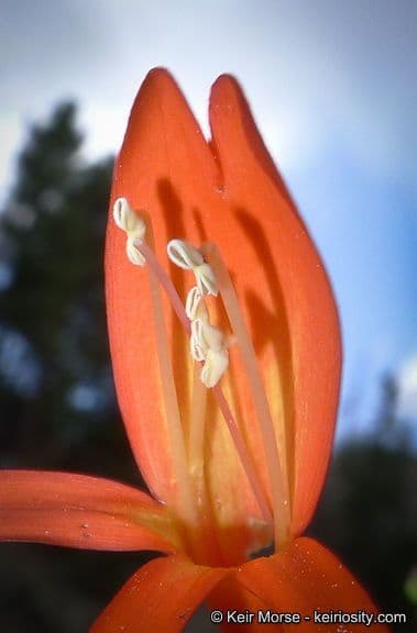 Penstemon 4