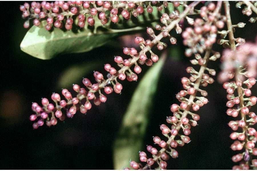 Cyrila 5