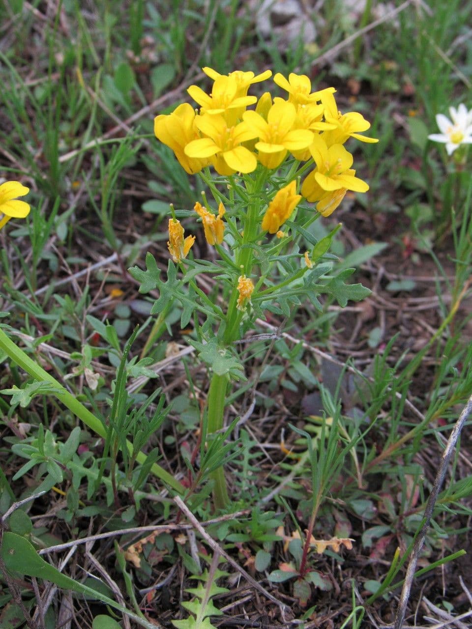 Selenia