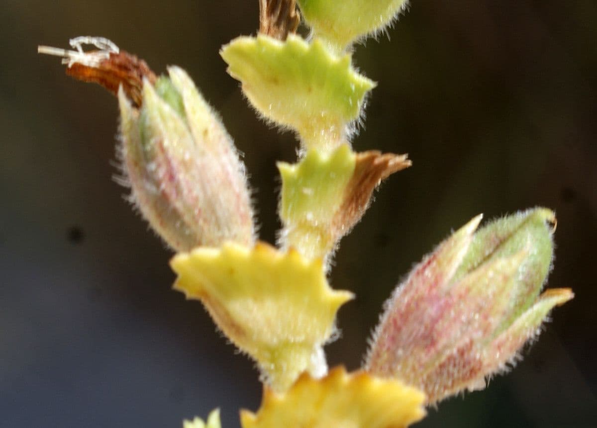 Onide variegata 4