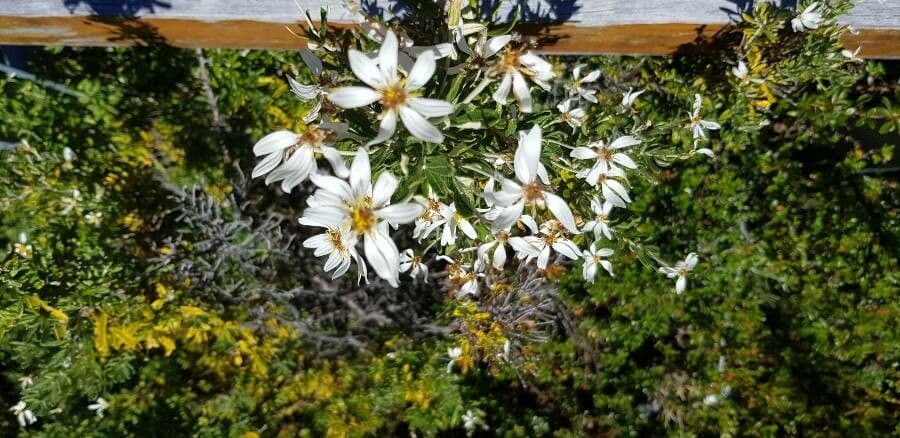 Chiliotrichum 2