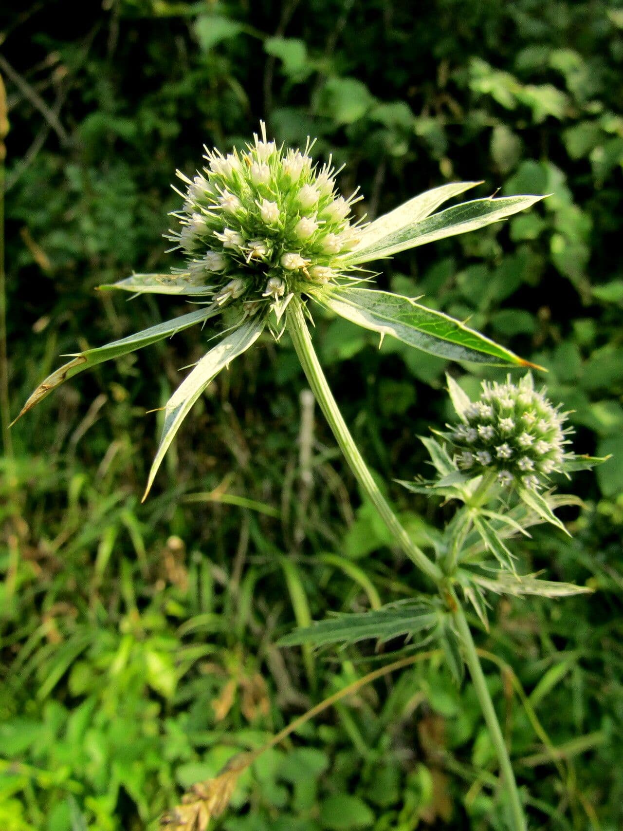 Panicaut palmé