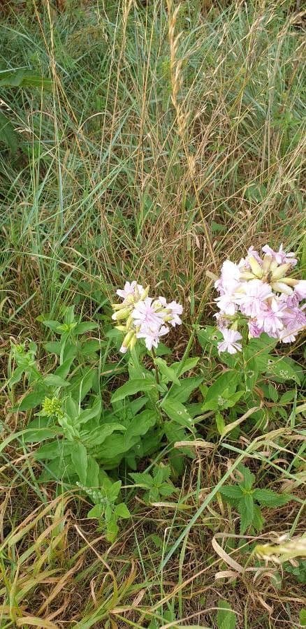 Saponaria comune 15