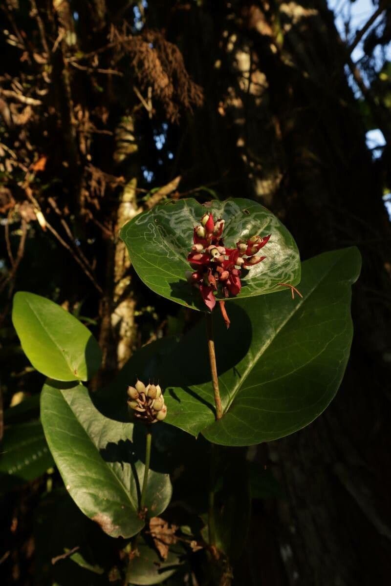 Cavendishia