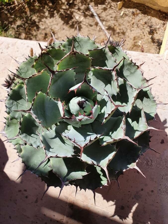 Agave 11
