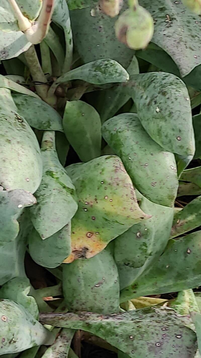 Cistanthe grandiflora 21