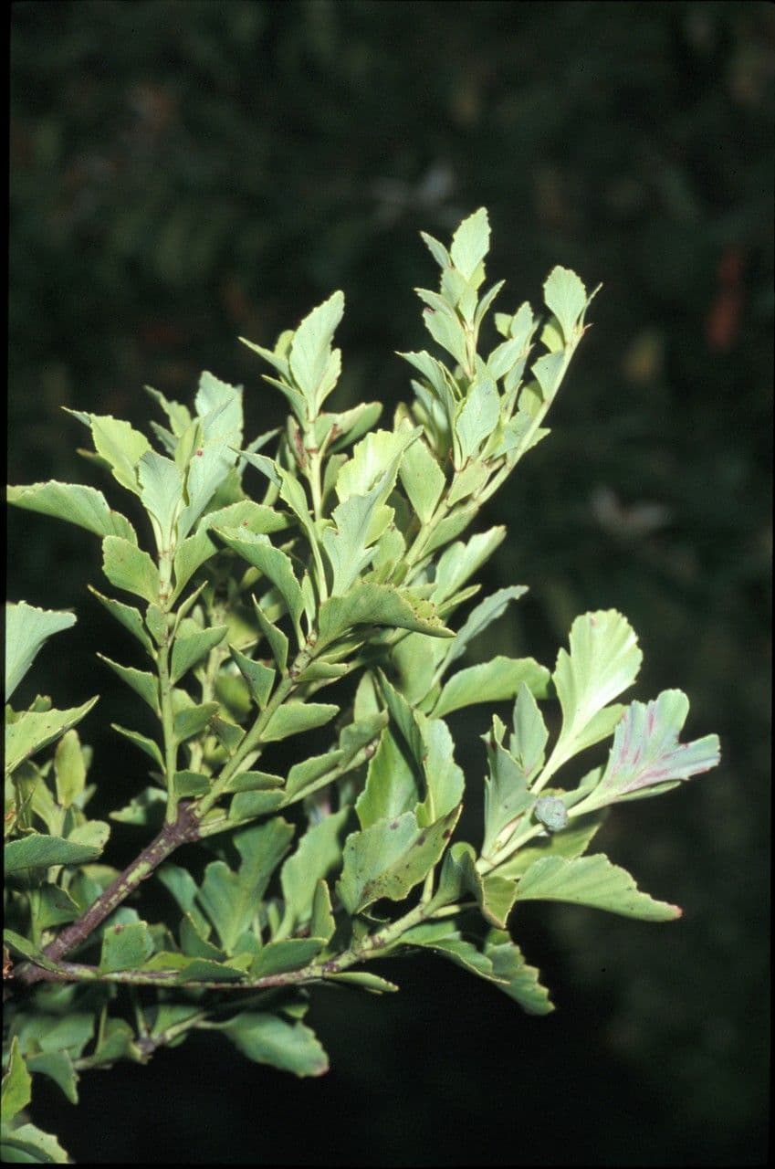 Phyllocladus 8