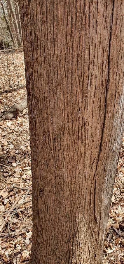 Northern white-cedar 23