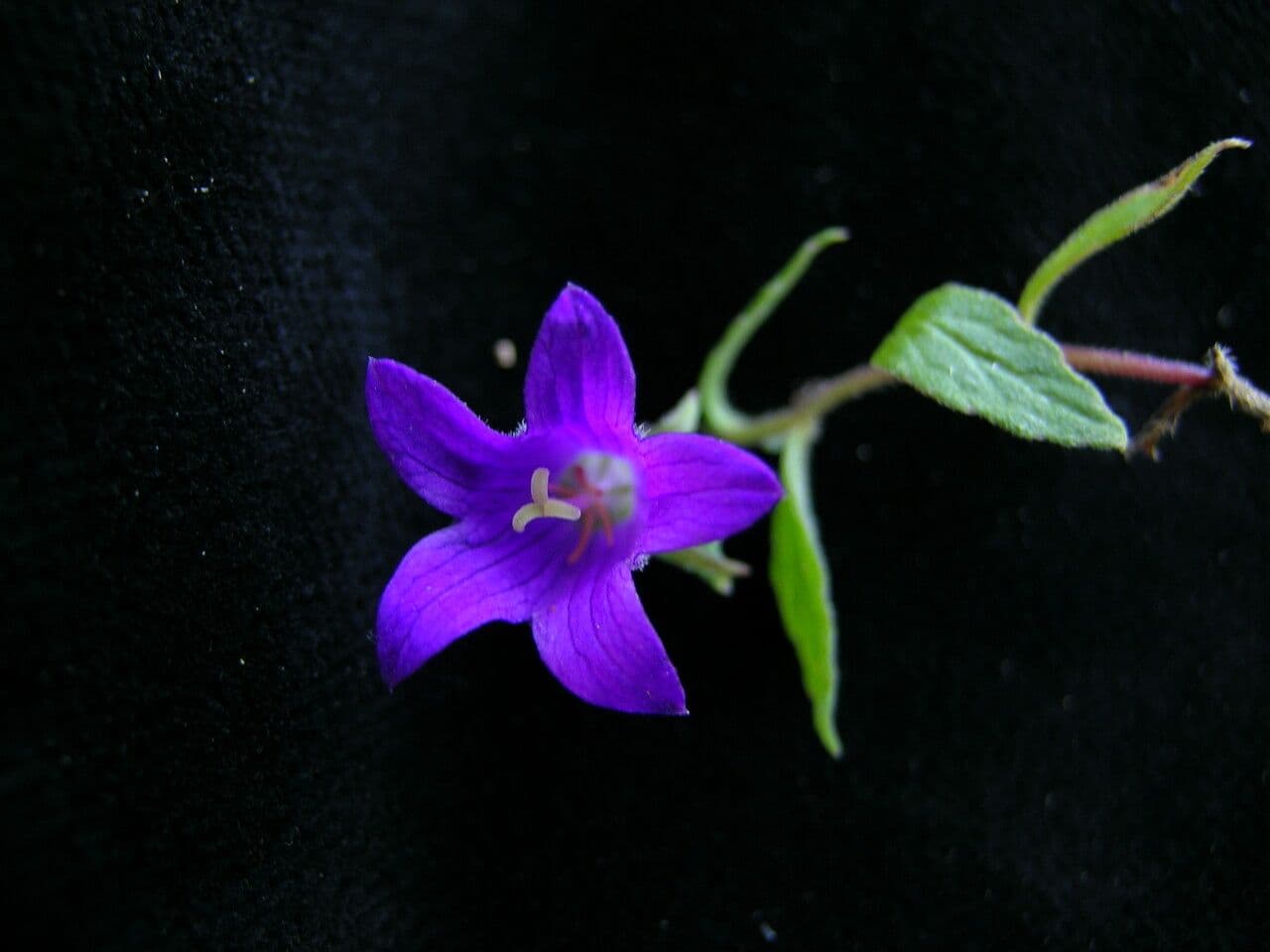 Campanula 4