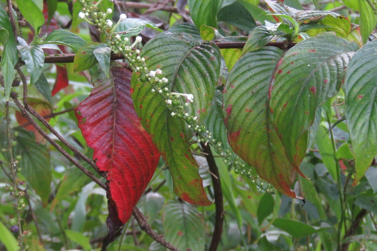Borstige Gonzalunia 20