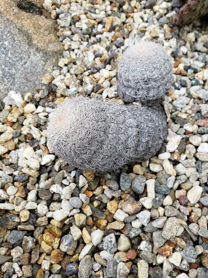 Cactus 2