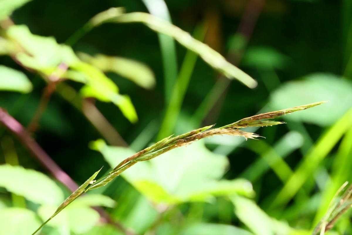 Brachypode penné 2