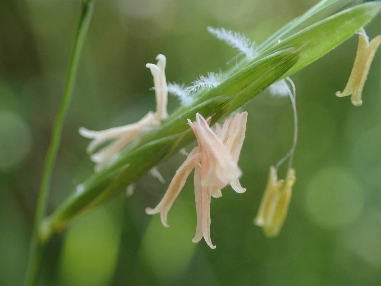 Brachypode penné 3
