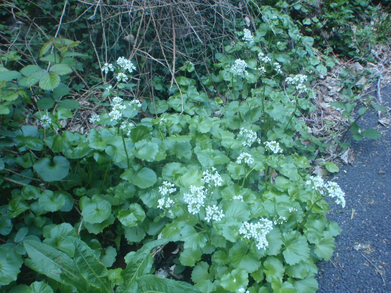 Gadia asarifolia 15