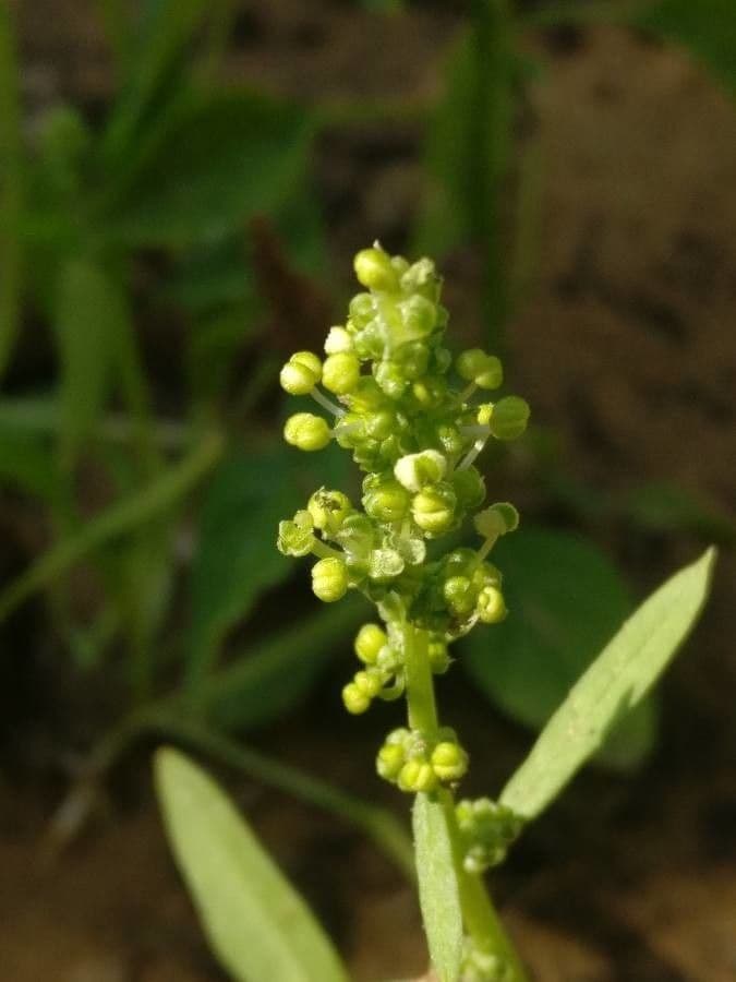 Spinaci 3