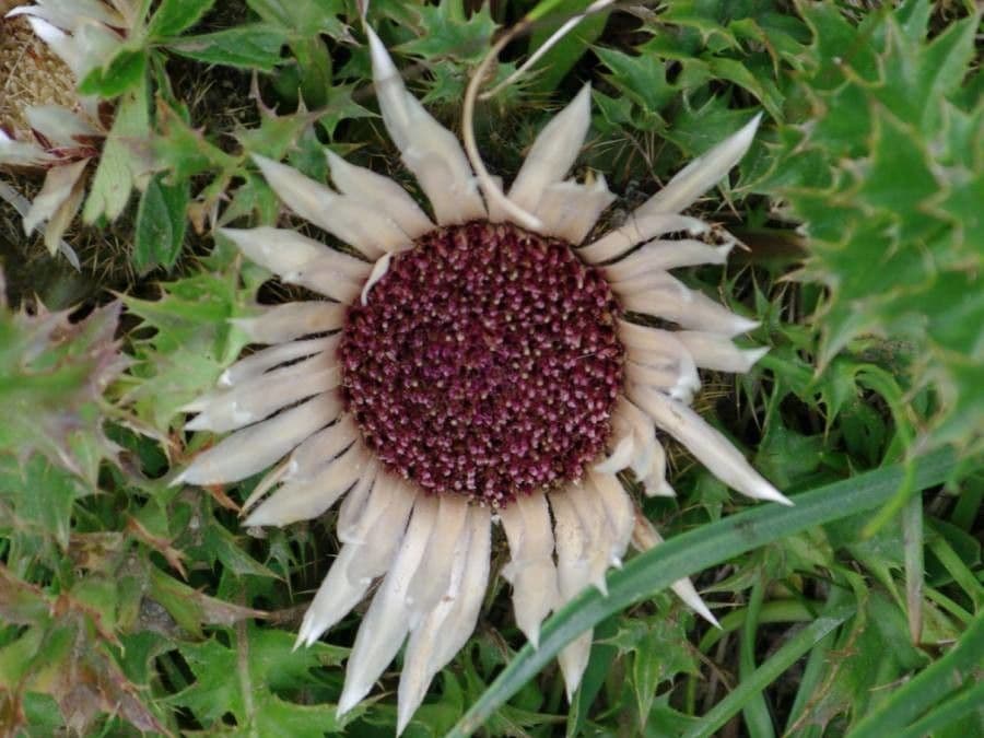Silberdistel 9