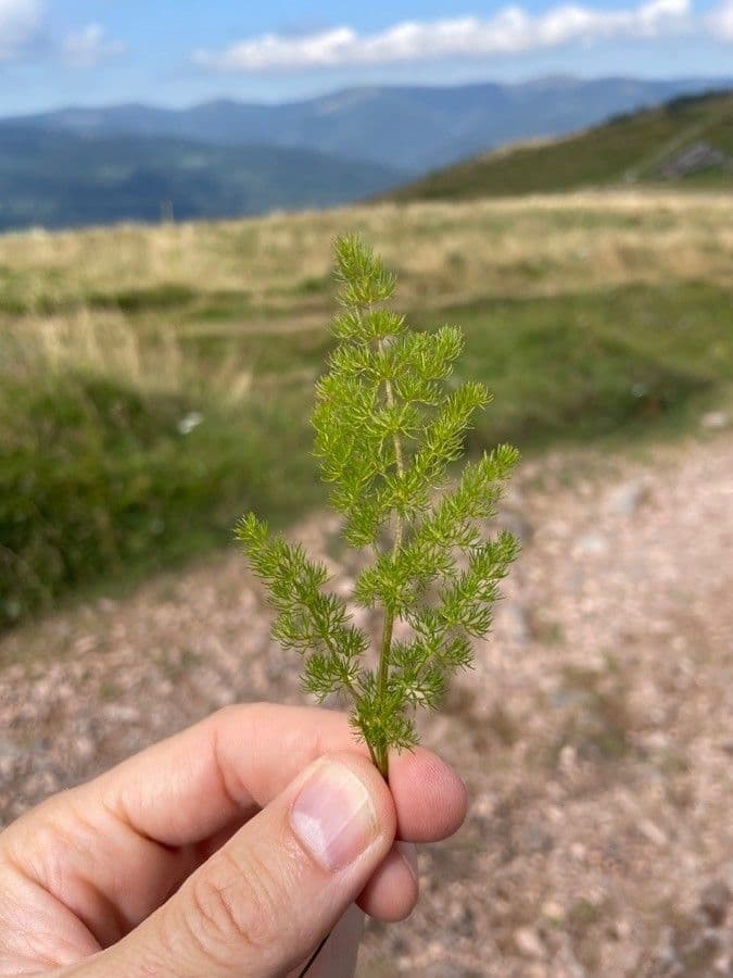 Finocchiella 17