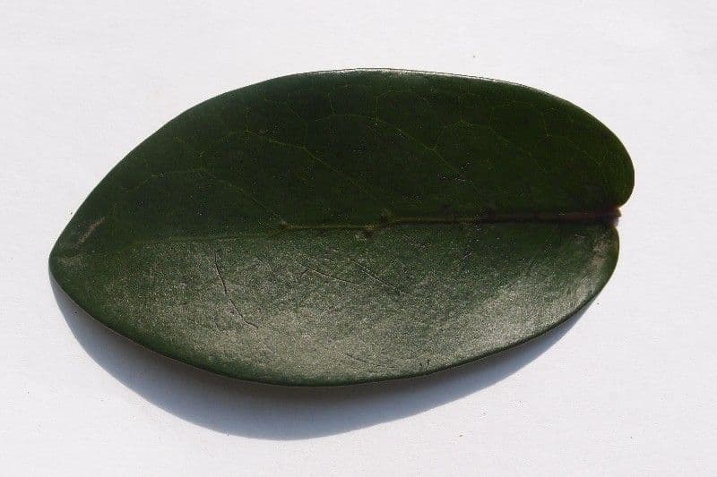Pyrostria 22