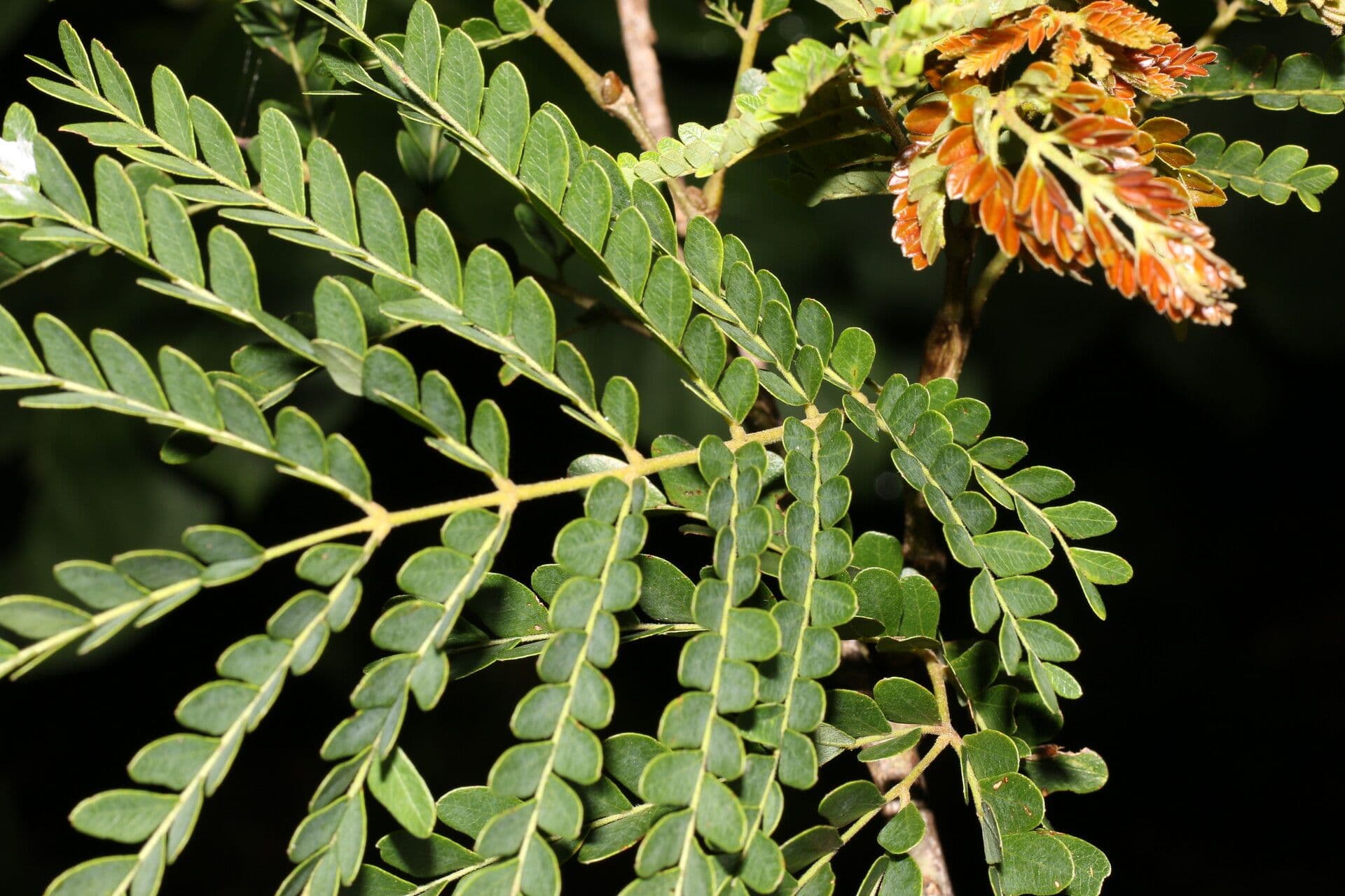 Cenostigma eriostachys 5