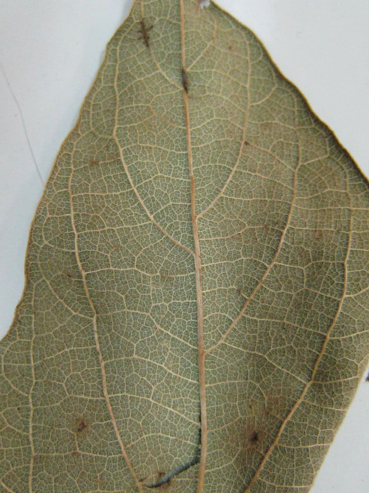 Cordia tetrandra 5