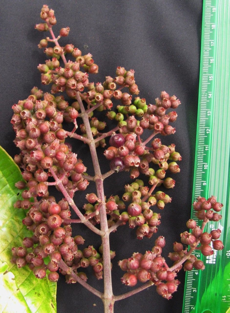 Miconia lonchophylla