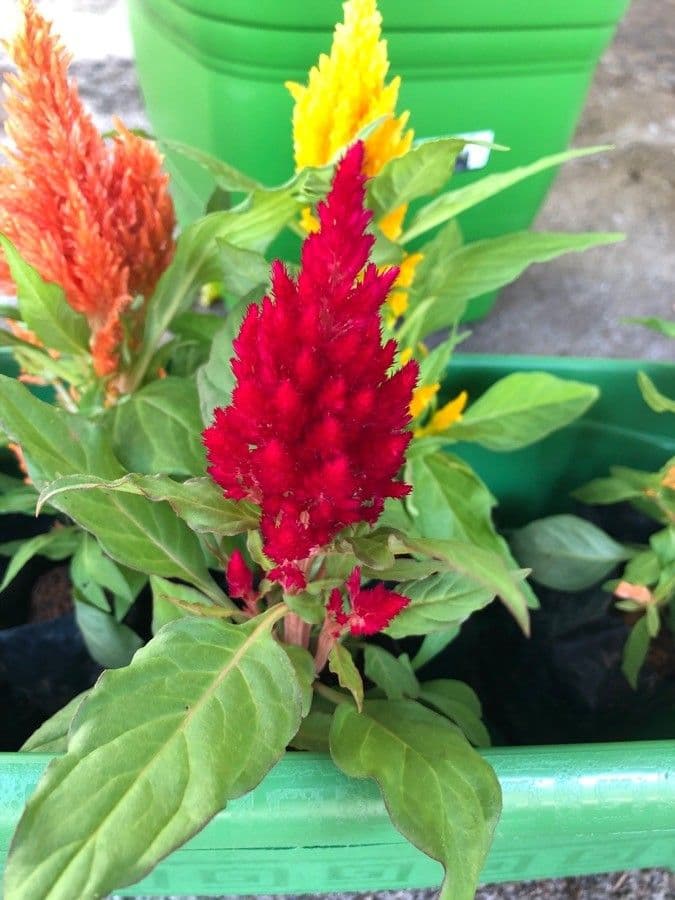 Celosia argentea 26