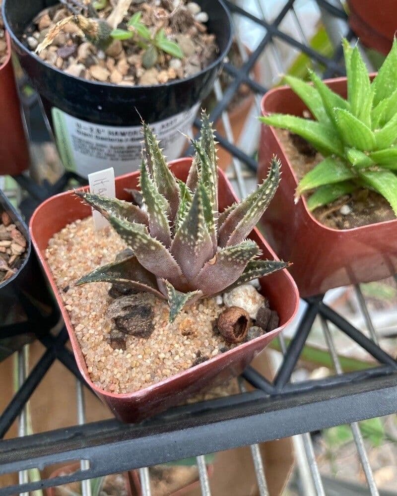 Haworthia 3