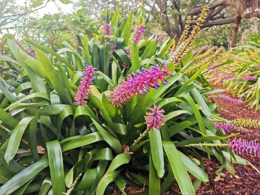 Aechmea 9