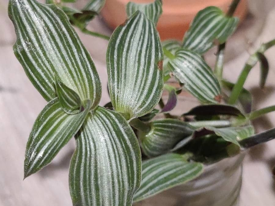 Callisia 5
