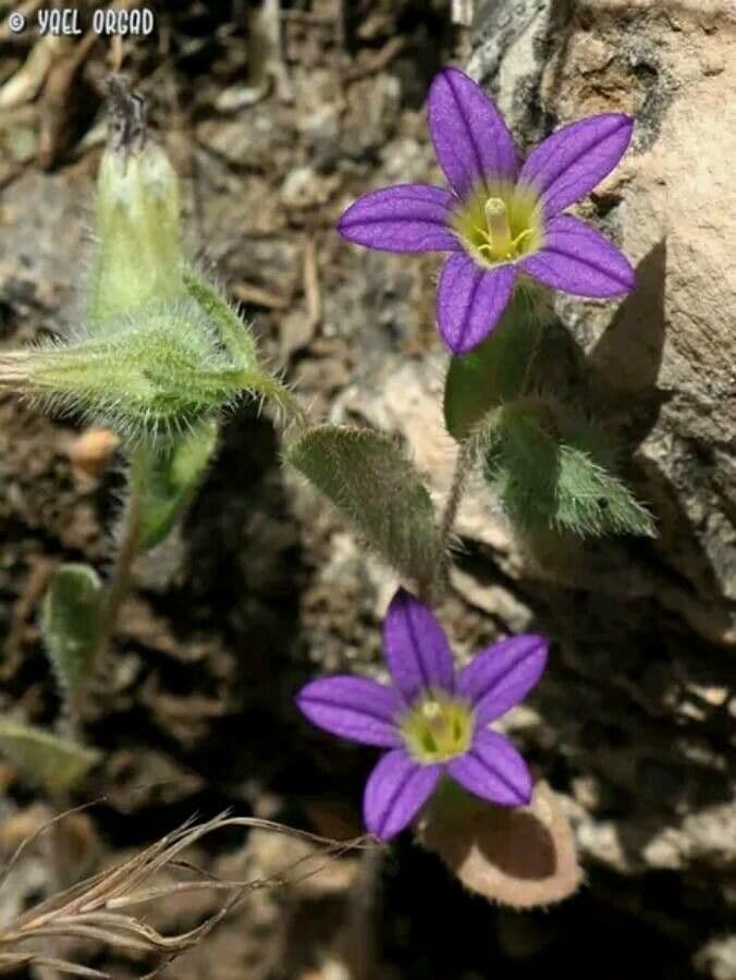 Jerusalemer Glockenblume 2
