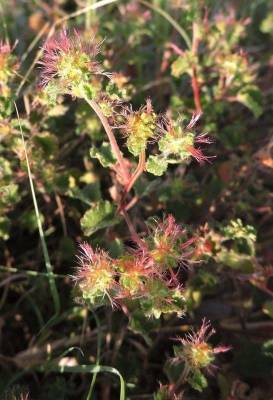 Acalypha monostachya 10