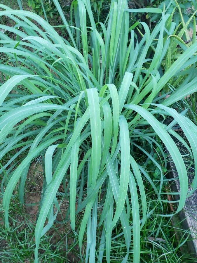 Cymbopogon nardus 7