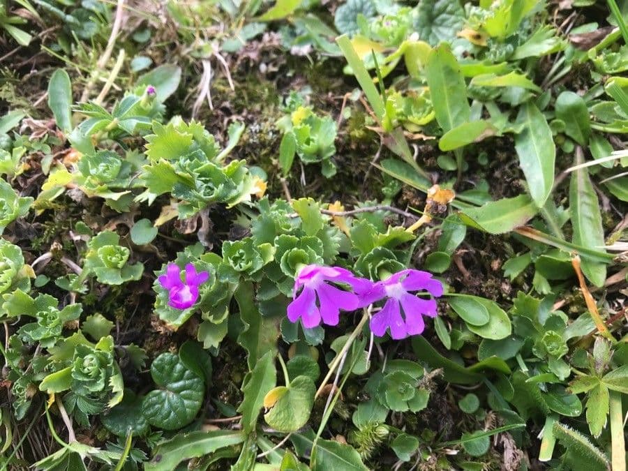 Primula 2