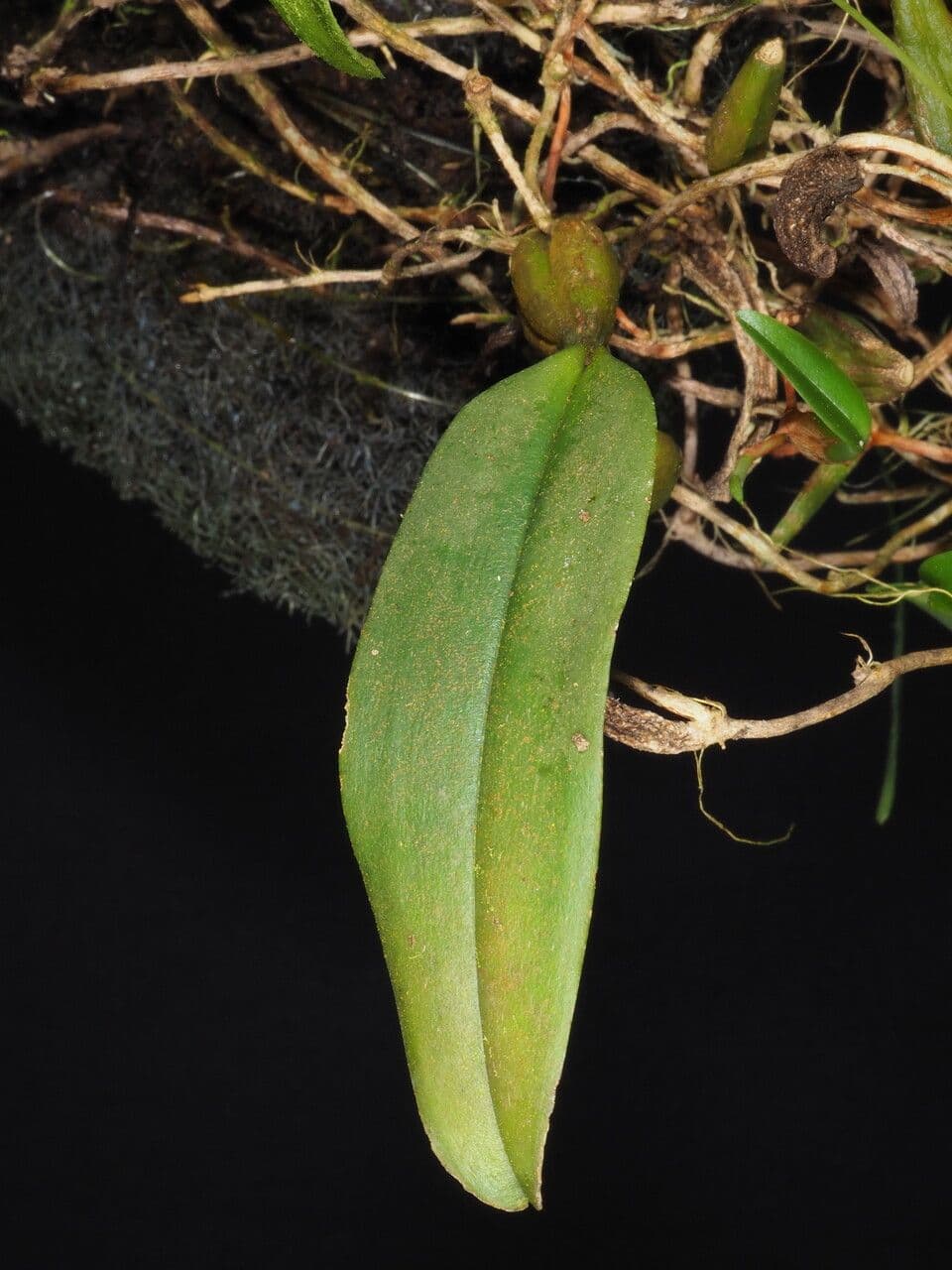 Bulbophyllum 13