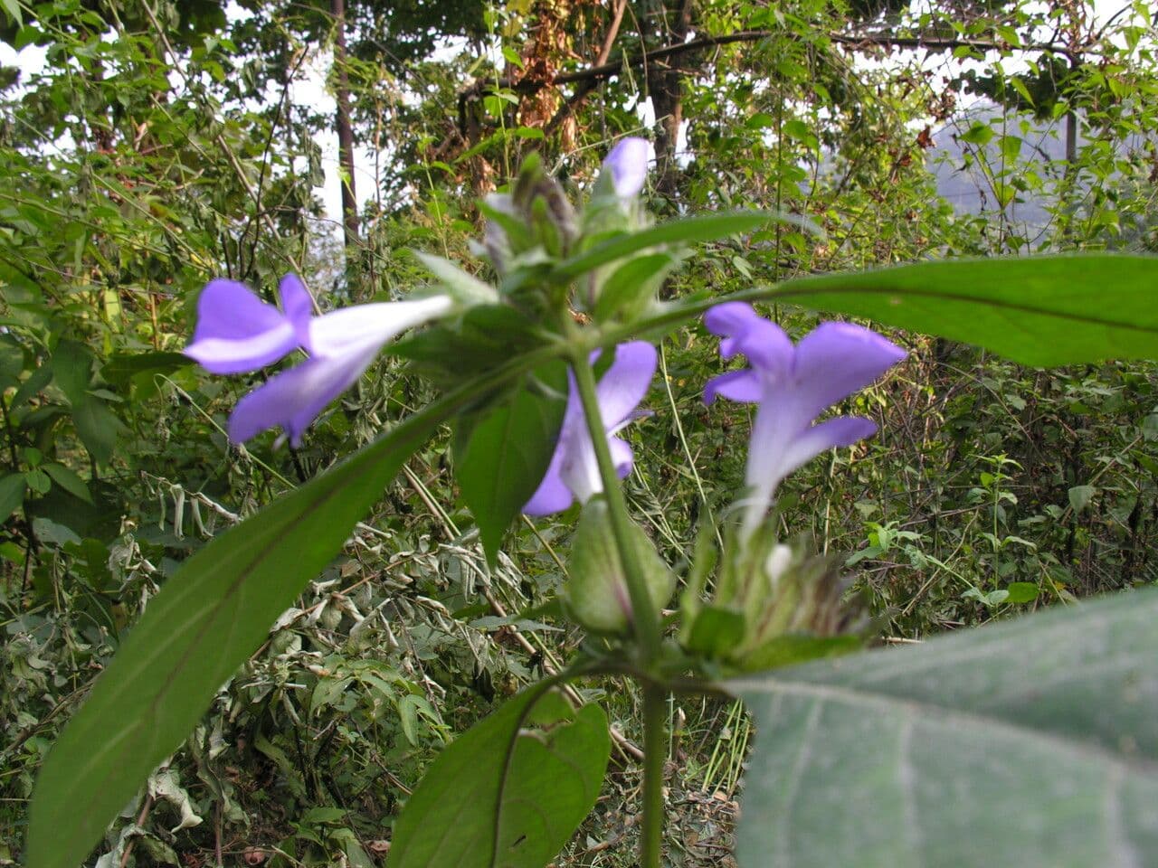 Barleria 6