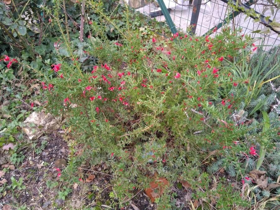 Grevillea lavanda 2