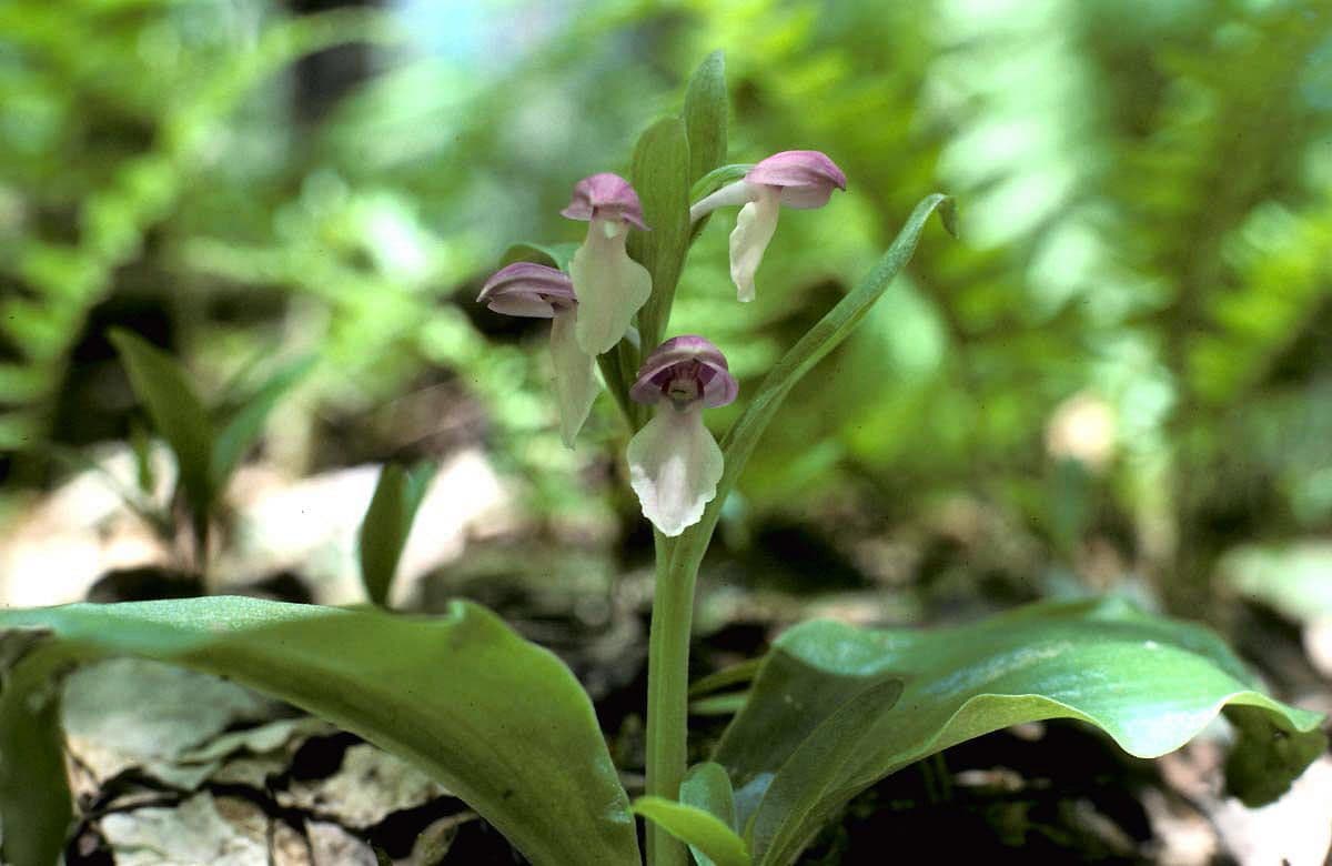 Galearis spectabilis 8