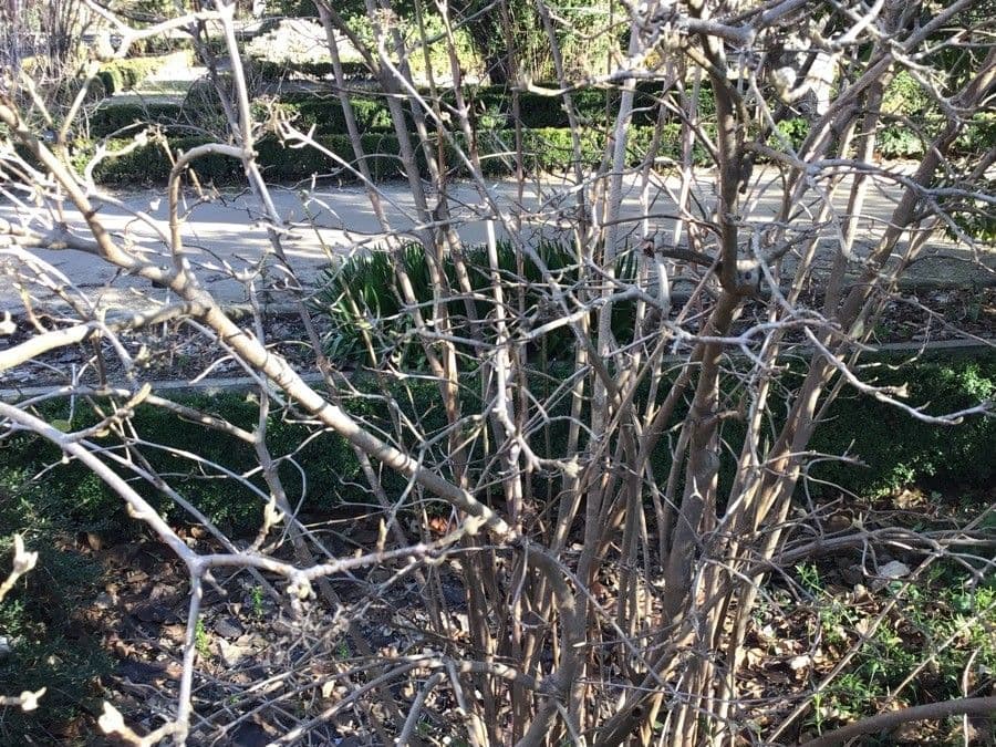 Buddlejaleaf viburnum 5