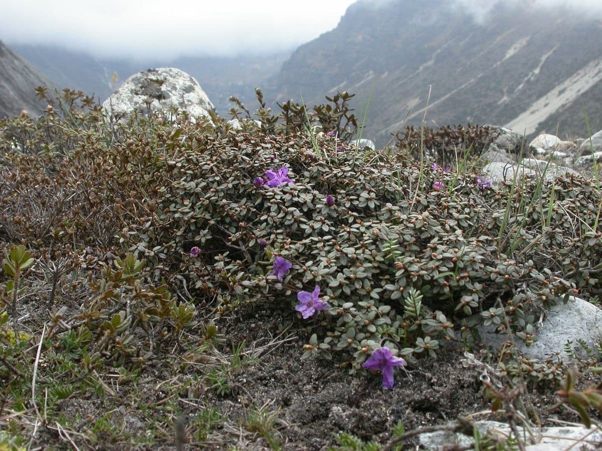 Alpenrose 4