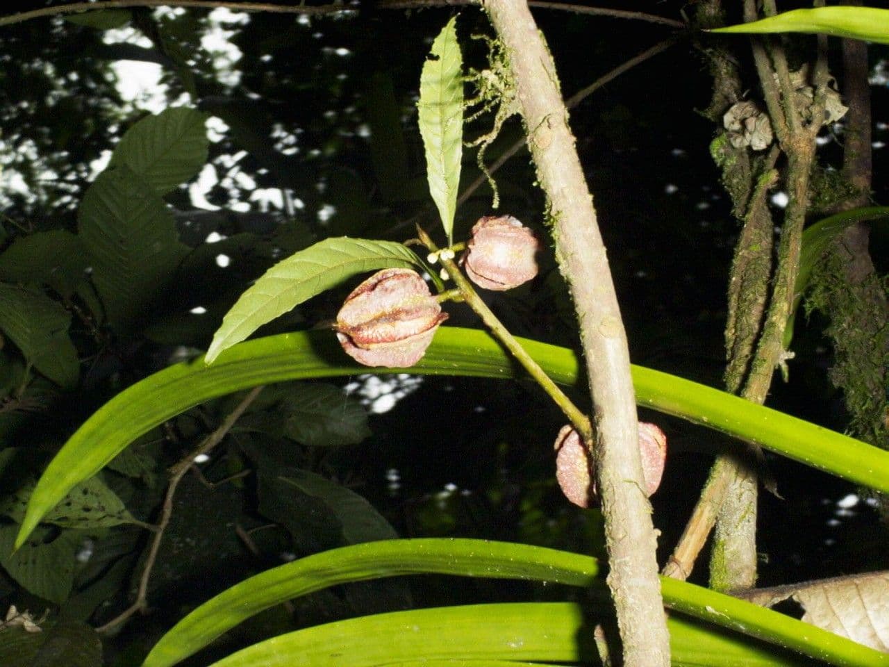 Carpotroche