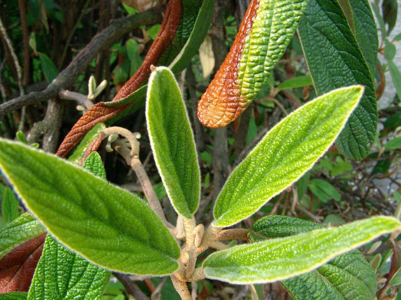 Buddlejaleaf viburnum 10