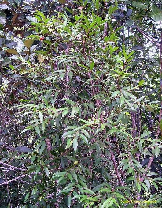Garcinia 12