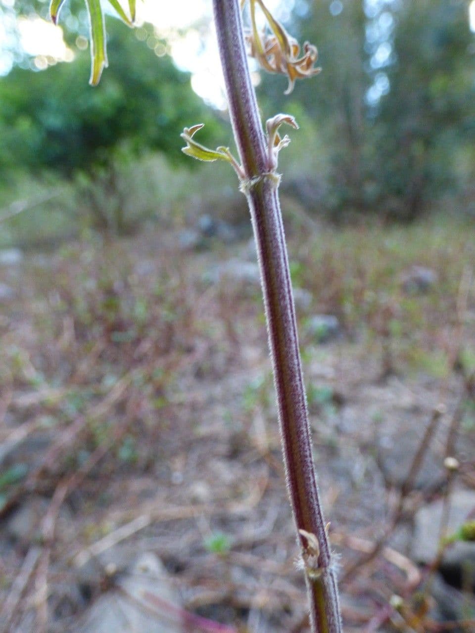 Leonoro 19